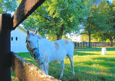 nuckols farm midway ky.